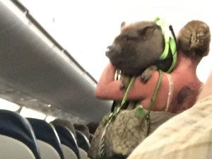 emotional support pets PIG