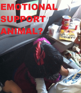 Emotional support pets ROOSTER