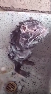 Shower Rat 