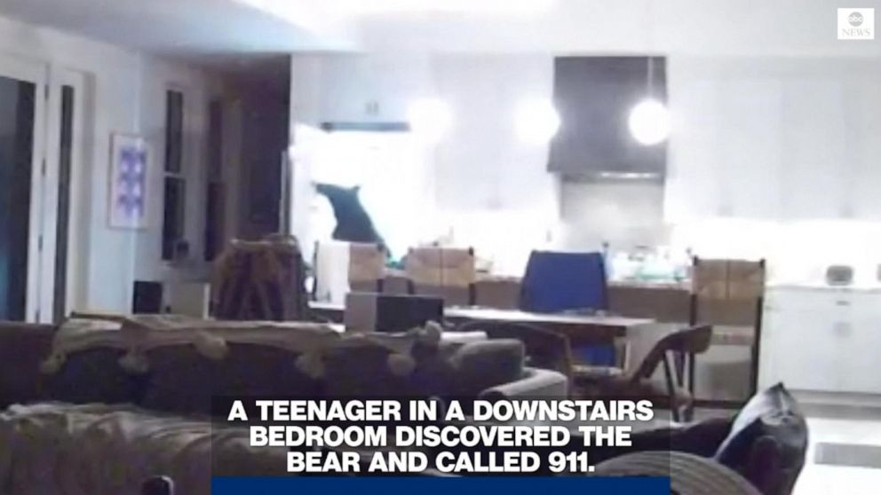 Bear Burglar