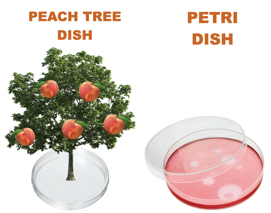 Peach Tree dish